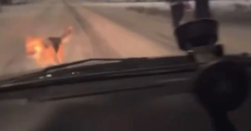 Атырауда жүргізуші итті қағып, кетіп қалған: қала тұрғындары полициядан жауап күтуде