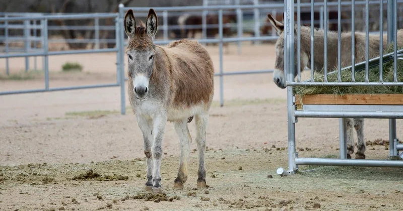 Владельца осла наказали в Астане (ВИДЕО)