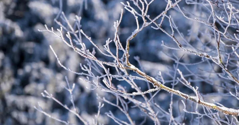 Плюсовая температура со слякотью и ветром ожидается в Шымкенте