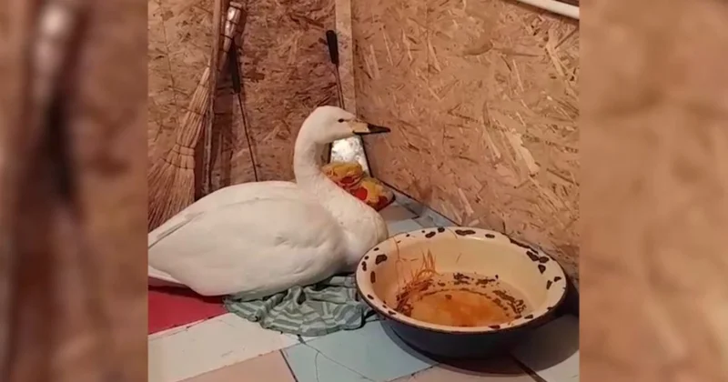 Маралдыдан тағы бір аққу табылды