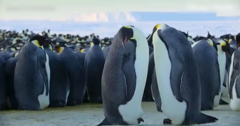 Жануарлар неге топтасады?