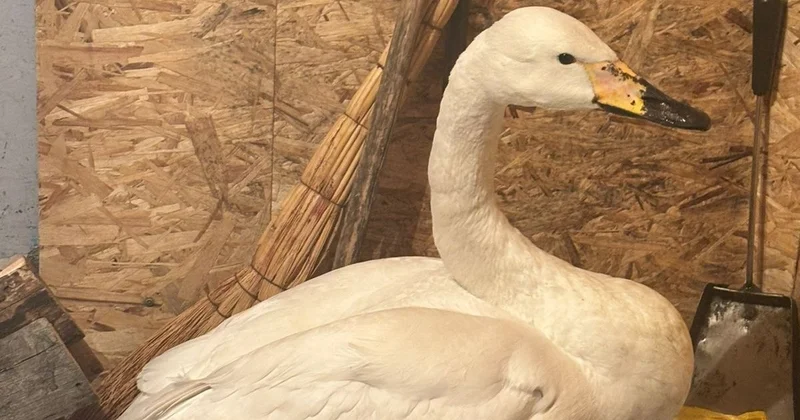 Павлодарда ауыл тұрғындары Қызыл кітапқа енген сұңқылдақ аққуды құтқарды