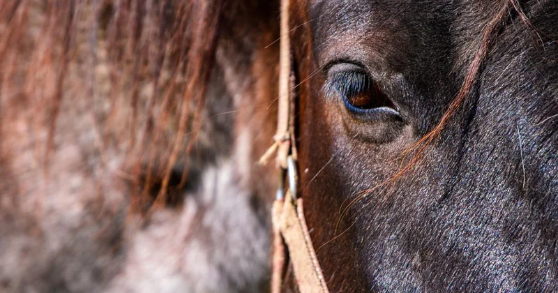 Исполнение мечты: юная наездница получила собственного коня в Павлодаре