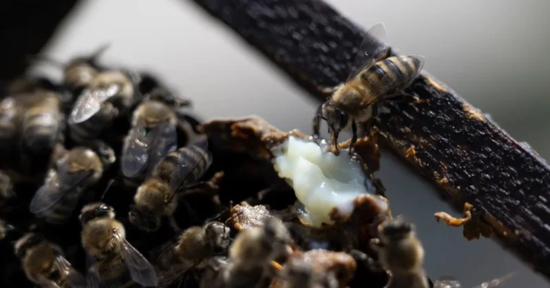 Ара өлімінің көбеюі экожүйені бұзып жатыр шетелдегі қазақ баспасөзі