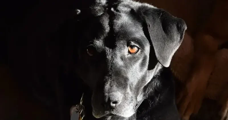 Өскеменде ер адам бесінші қабаттан итін лақтырып жіберген