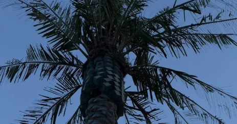 На состояние набережных пальм пожаловались жители Актау