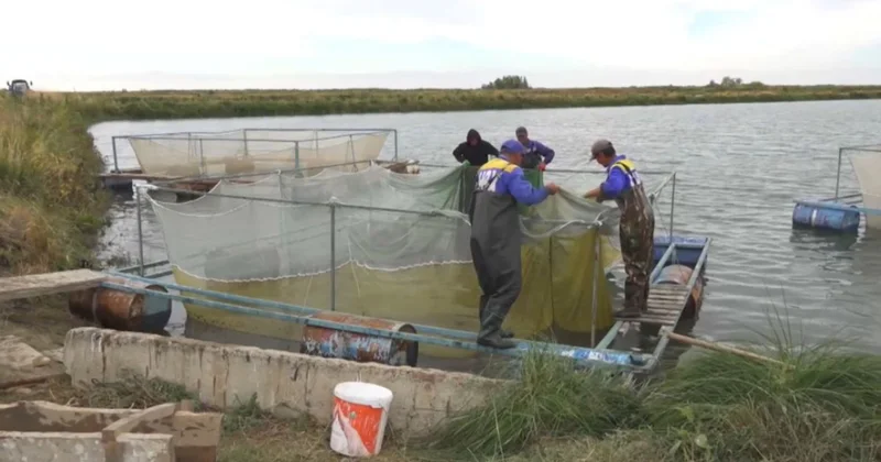 Балық тұтынушыға жеткенше бақыланады