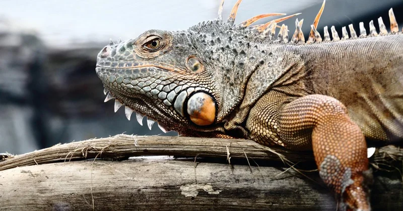 Игуанапад из за резкого похолодания начался в США (ВИДЕО)
