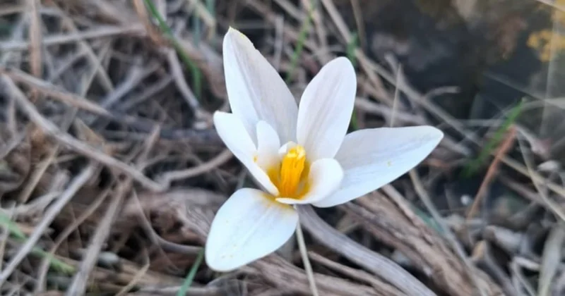 Первые подснежники зацвели на юге Казахстана