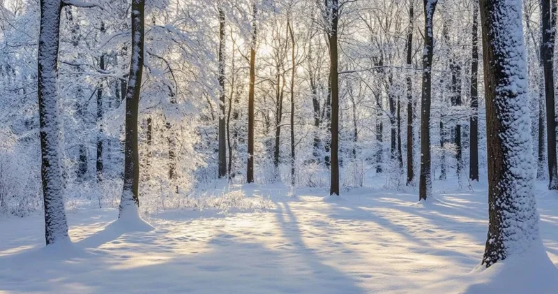 Петропавл маңындағы орманда үсіп қалған 18 жастағы жігіттің денесі табылды