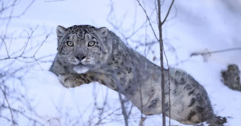 Снежный барс в горах Алматы: за хищником установили постоянное наблюдение