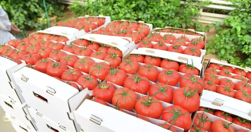 Түркістанда 25 мың тоннаға дейін қызанақ өсіретін жылыжай іске қосылады