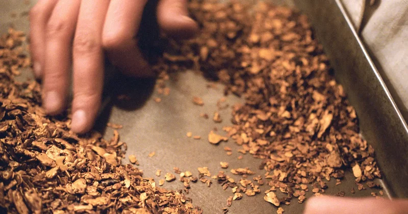 Түркістан облысында заңсыз алтын қазған 12 адам ұсталды