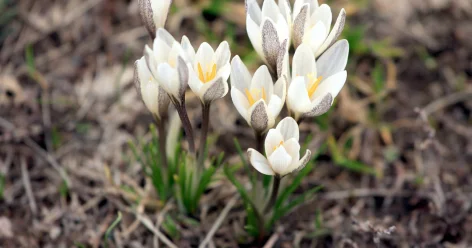 Появление первых подснежников наблюдают жители Шымкента