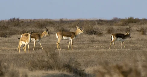 Краснокнижных животных подсчитали в Жетысуской области