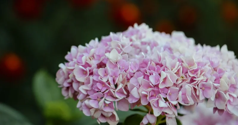 Кибермошенники активизировались к 8 марта: что нужно знать