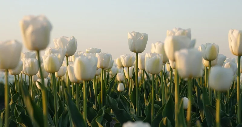 Концерты, цветы и праздничные встречи: как в Астане, Алматы и Шымкенте хотят отметить 8 Марта