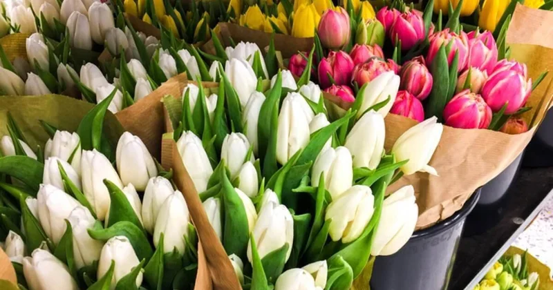 Как отметят 8 Марта в Алматы