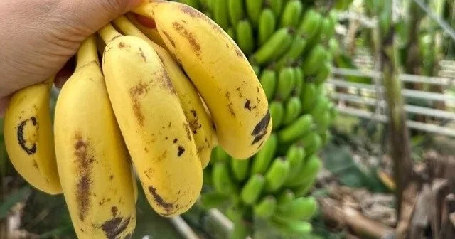 Қазақстанда өсірілген банан неге дүкен сөрелеріне шықпай жатыр АШМ жауабы