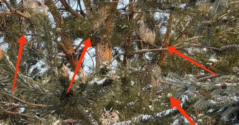 В парке Астаны заметили целое семейство сов