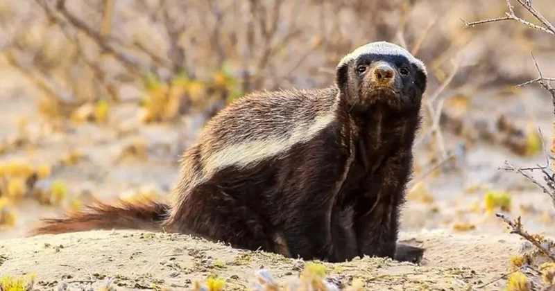 Үстірт қорығында сирек кездесетін жыртқыш аң көзге түсті