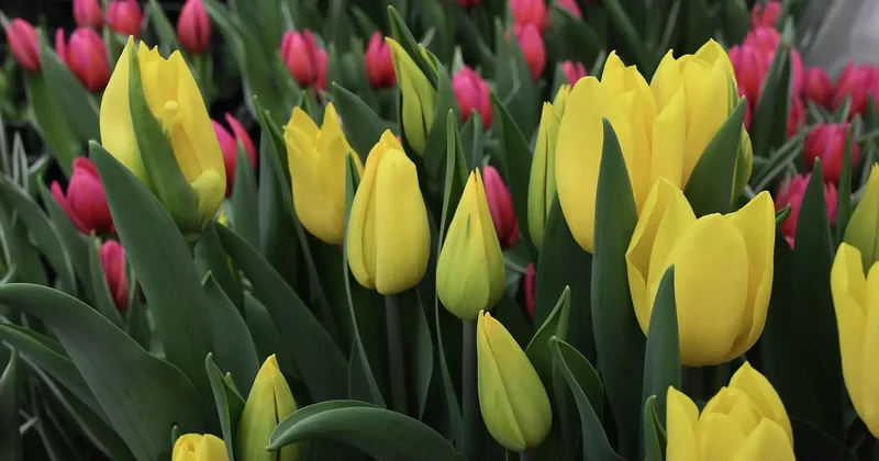 Вице министр 8 наурызда жиі сатылатын гүлдің бағасын атады