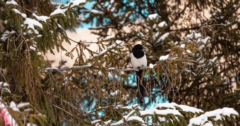 Зима не отступает: синоптики о погоде в Астане, Алматы и Шымкенте