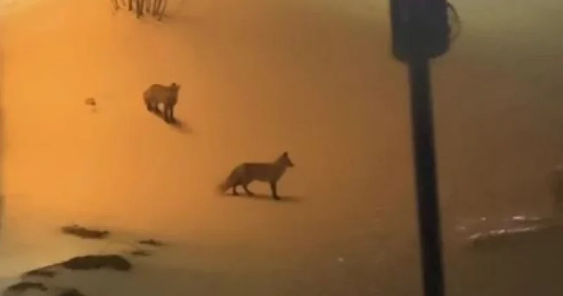 Лисята пробежали во двор к астанчанину (ВИДЕО)