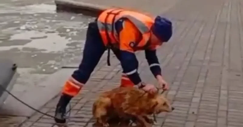 Аэролодка помогла: спасатели Астаны вытащили собаку из ледяной воды Есиля