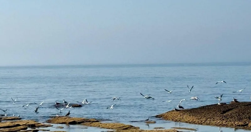 Каспий теңізінің тартылып кету қаупі бар ма: Ғалымдар күтпеген болжам айтты