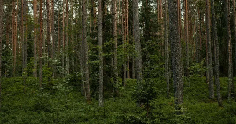 Системы раннего обнаружения пожаров в лесах проверяют в Казахстане