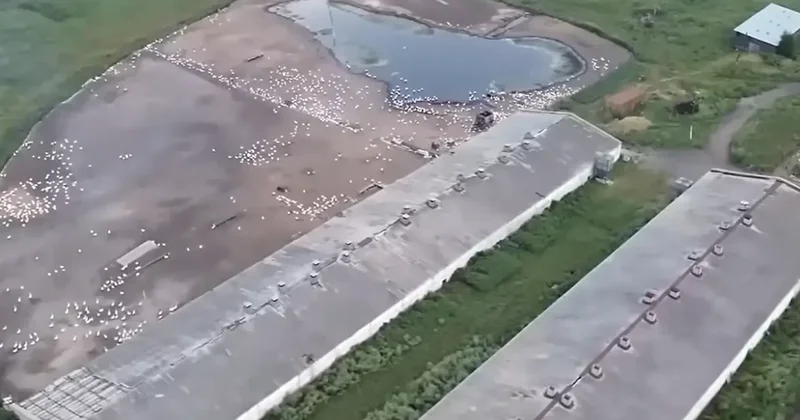 Не можем открыть форточку . Жители села в СКО жалуются на неприятный запах, исходящий от птицефабрик