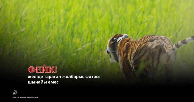Фейк: Желіде тараған жолбарыс фотосы шындыққа сәйкес келмейді