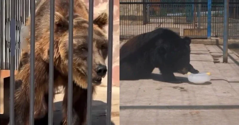 Видео с бурым медведем из Карагандинского зоопарка вызвало споры в Казнете