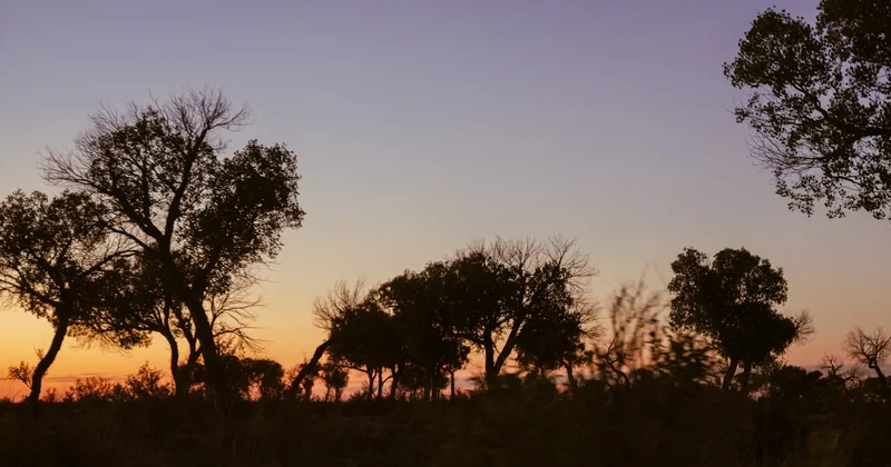 Мұз дәуірінен аман қалған киелі ағаштар. Қазақстанның бірегей жеріне барып қайттық