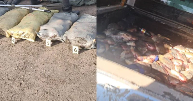 Павлодар облысында тұрғын 300 келіге жуық заңсыз балық аулаған