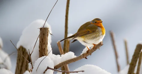 Снег и похолодание ожидаются на большей части Казахстана