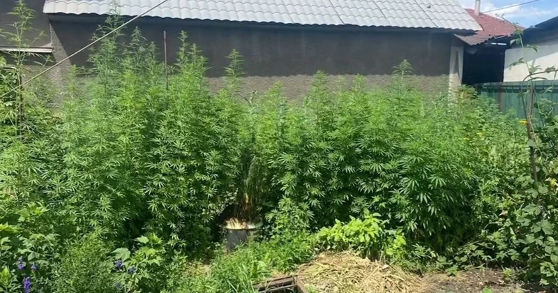 Алматы тұрғыны үй ауласында 165 түп қарасора өсірген