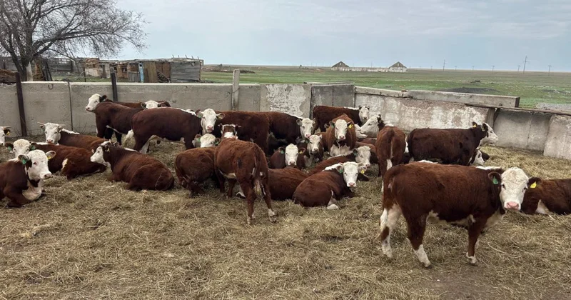 Полиция 18 мыңнан астам малды айыптұраққа апарып тастады