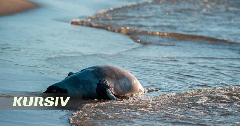 Caspian shores lined with dead seals in mass die off event