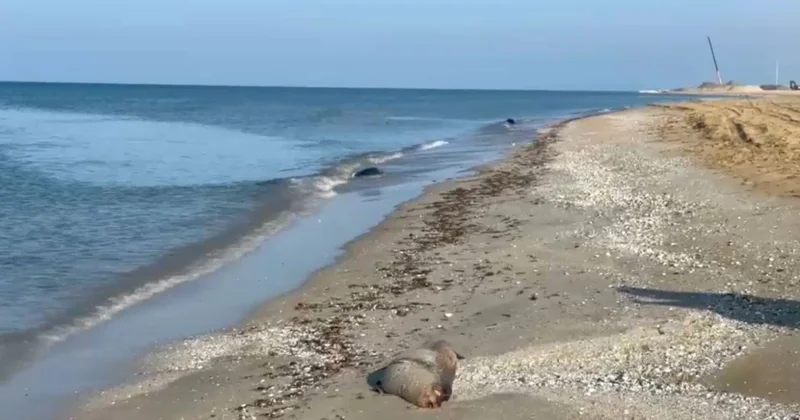 Итбалықтың қырылуына инфекция себеп болуы мүмкін