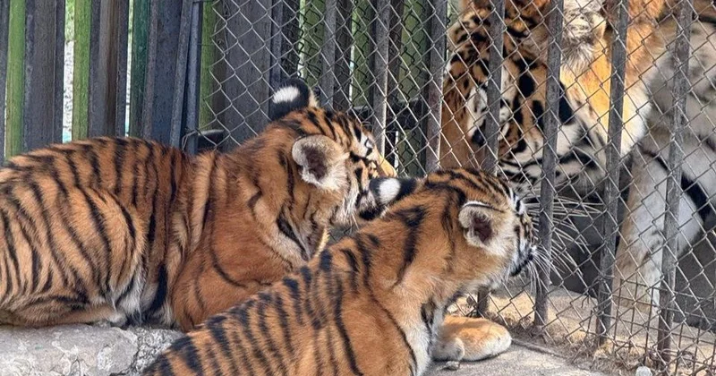 2026 жылы Қазақстанға Ресейден төрт Амур жолбарысы жеткізіледі