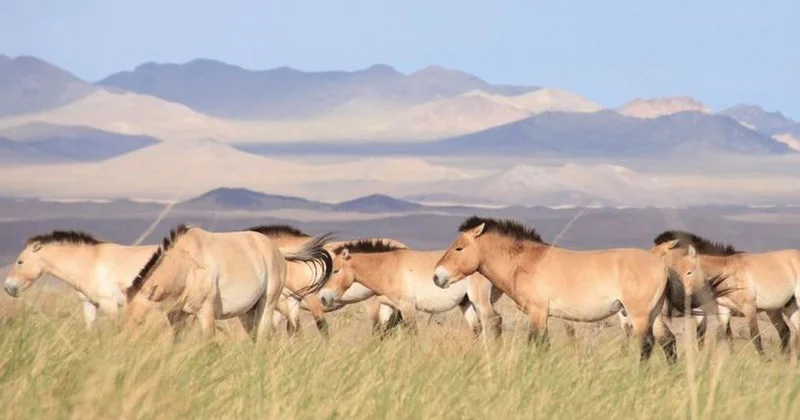 Қазақ даласына канша Пржевальский жылқысы жеткізілді?
