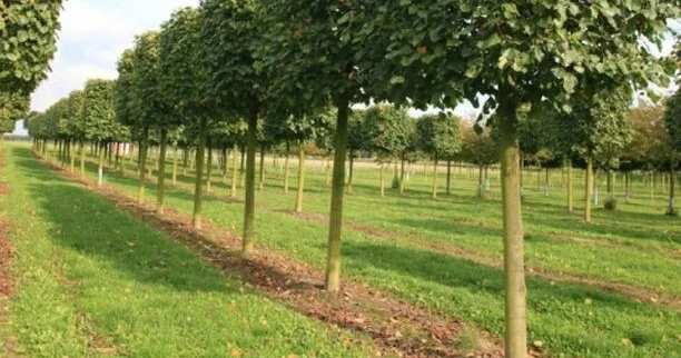 Оставили без зелени