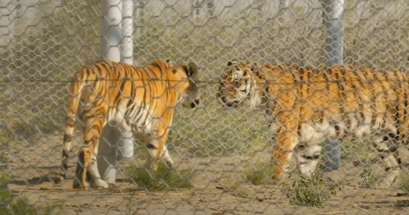 Қазақстанға Нидерландыдан, Ресейден әкеліп жерсіндіретін жолбарыстар тегін беріліп жатыр ма