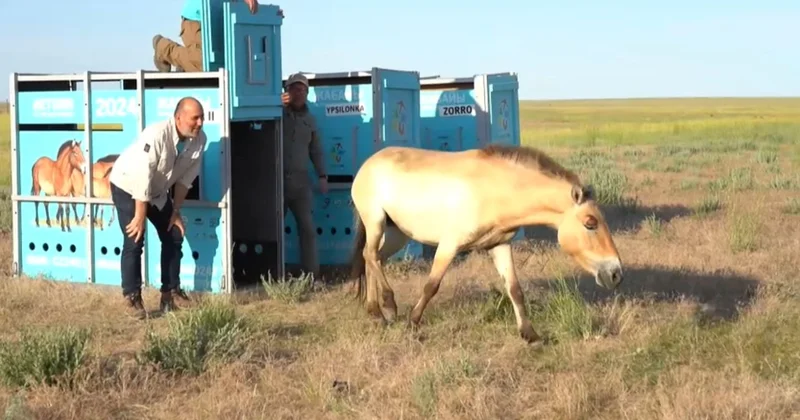 Елімізде 4,5 мың құлан бар