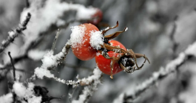 Алматыда қар молынан жауып, тұрғындар әбігерге түсті (фото, видео)