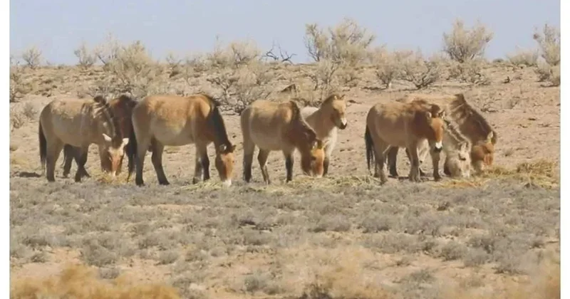 4,6 мың бастан асты: Қазақстанда құлан популяциясы қалай қалпына келтірілді