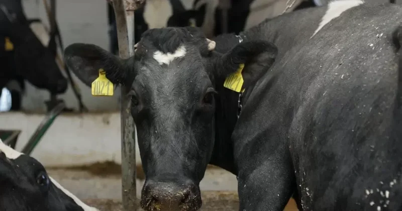 Атырауда бруцеллез анықталған 518 малдың иелеріне 15 млн теңге өтемақы беріледі