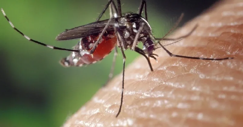 Опасен ли комариный вирус чикунгунья для Казахстана. Ответ Минздрава